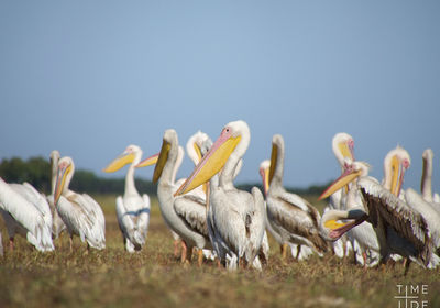 Birding